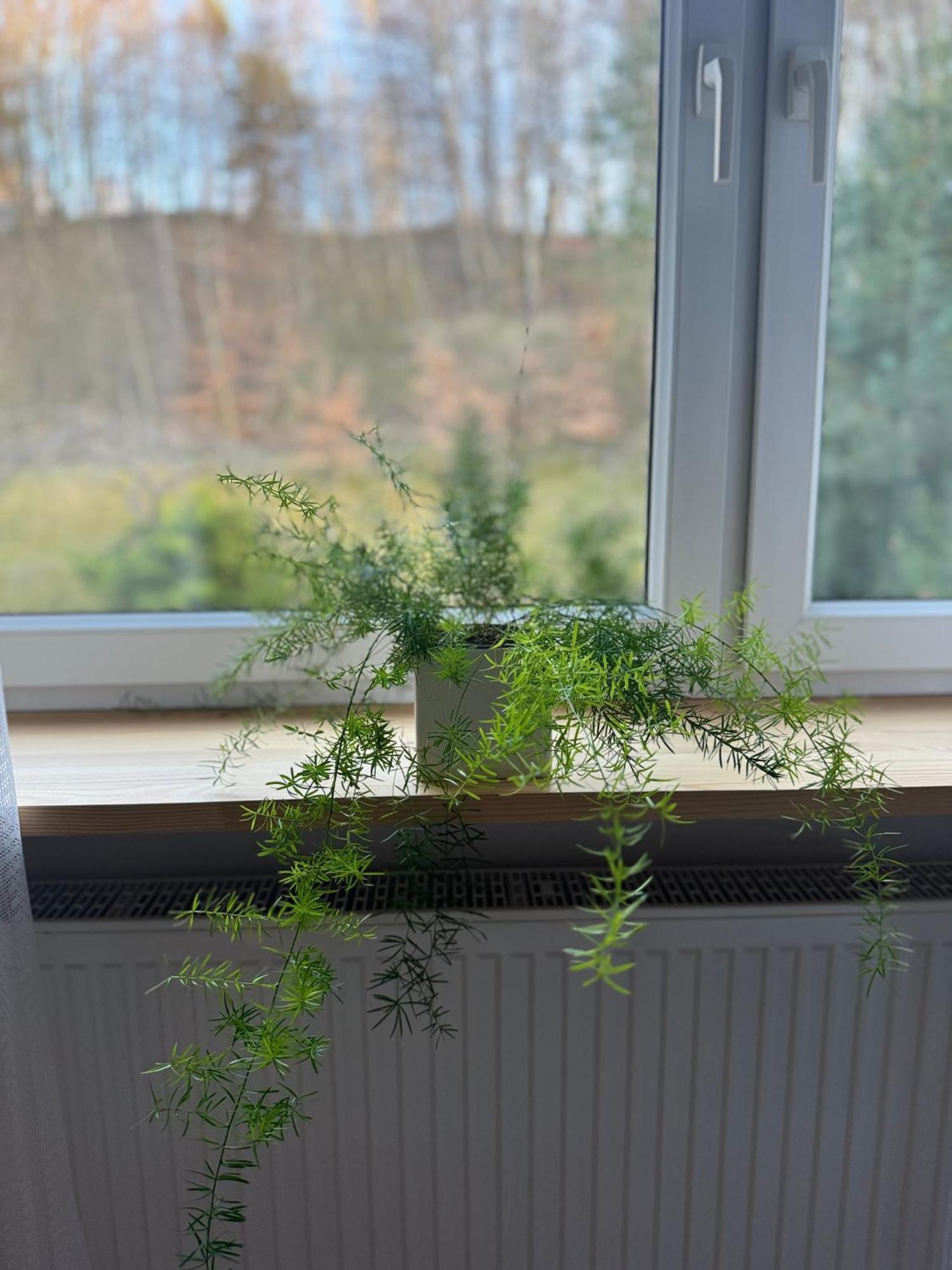 Apartament W Kamienicy グディニャ エクステリア 写真